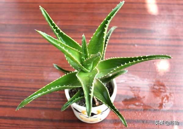 芦荟养殖，芦荟的养殖管理（盆栽芦荟的养殖方法和注意事项）