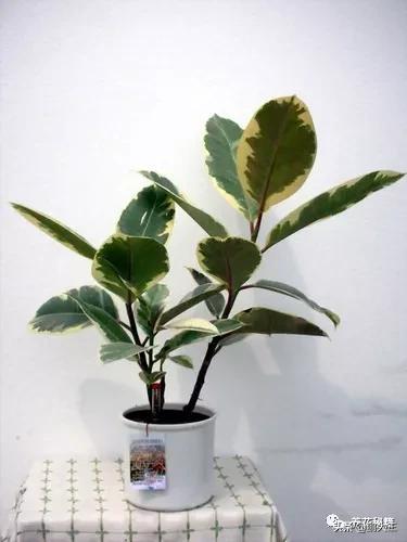 橡皮树的寓意是什么，花匠带你养花之橡皮树养护知识大全
