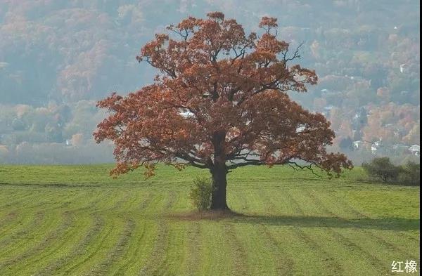 美国红橡木，美国红橡木图片（2000元买红橡实木床担心假货）