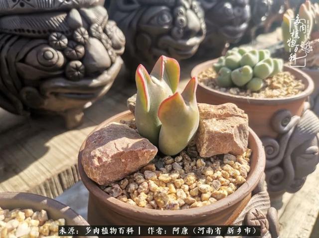 2021九·一八事变是多少周年，2021年是九一八事变的几周年（献给2021最好的春天）