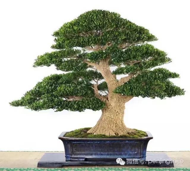 黄杨木盆景养护注意事项，怎样养黄杨木盆景（一组黄杨盆景精品欣赏）