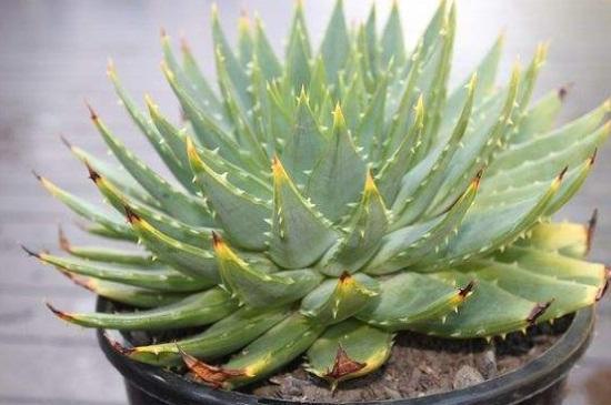 queen♛微信昵称（女王）网名，queen♛微信昵称（女王）微信昵称（多肉界的七大“女王”）