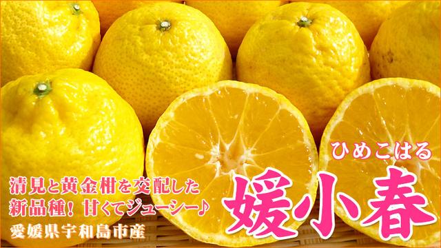 柑橘品种怎么分，柑橘品种（来看看你认识几个）