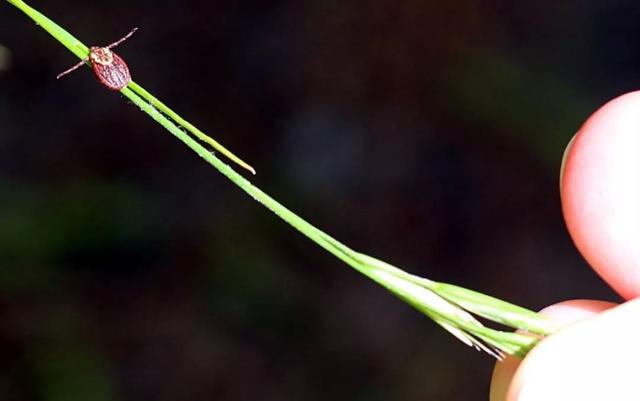 防止蜱虫爬身上涂抹什么，被蜱虫咬了擦什么药膏（又是一年春来到）