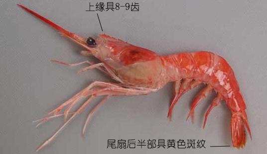 北极甜虾和普通虾的品种区别，如何鉴别对虾、罗氏虾、北极甜虾……一文解决“虾”认识