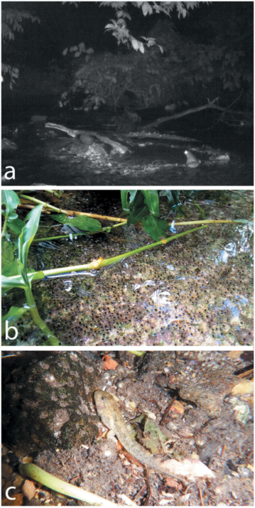 蛙类品种大全，蛙类品种大全有毒（地球上7238种青蛙和蟾蜍中）