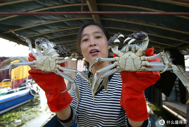 螃蟹公母怎么区分，螃蟹怎么分公母（遇到公蟹和母蟹怎么选）