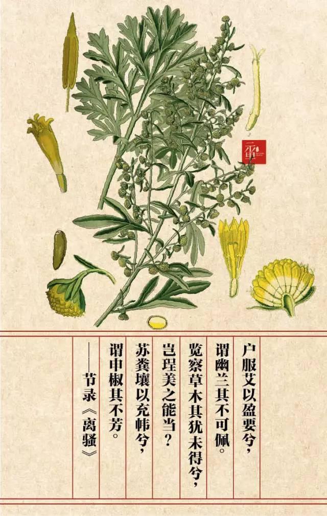 木兰科的常见地被植物有哪些，常绿木兰科植物有哪些（收藏起来留给孩子慢慢看）