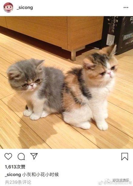 王思聪的鸭子是什么鸭，柯尔鸭幼崽多少钱一只（王思聪把买来的宠物鸭子煮了）