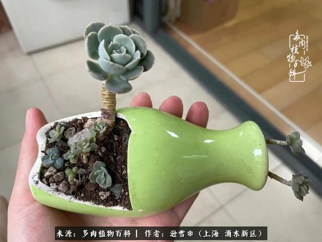 多肉植物图片，感恩相遇，余生相互关照（若绿多肉植物图片）
