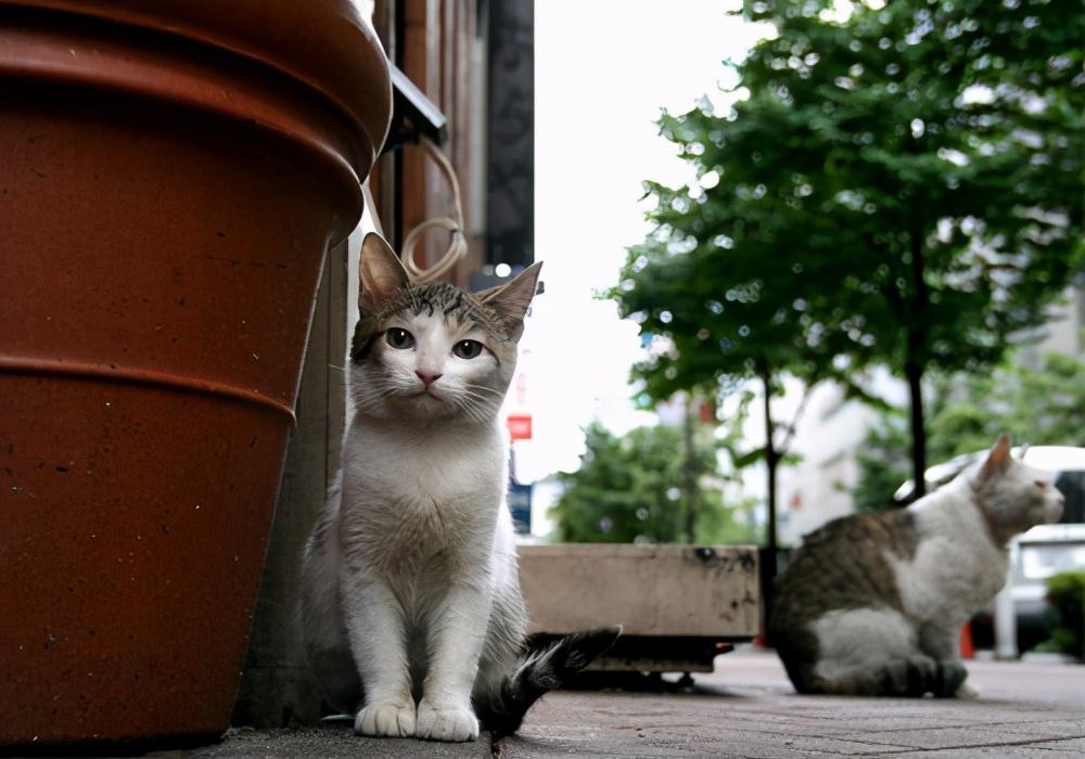 折耳猫能活多少年 折耳猫能活几年有什么病