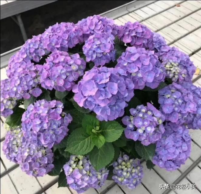 绣球花期有多长，绣球花的花期是多久（花谢后如何养护保证到下个花期再开花）