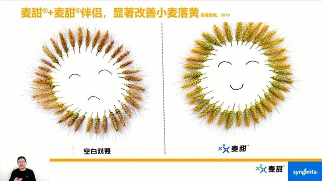 爱苗杀菌剂说明书，爱苗杀菌剂使用说明书（先正达专利杀菌剂麦甜®重磅上市）