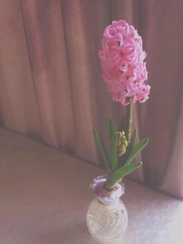 百合花的根如何保存，百合花的球根怎么保存（保证幼苗分化来年继续开花）