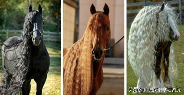 horses怎么读，horses发音（英语原版阅读：Horses）
