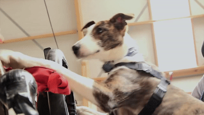 我的世界狗怎么驯服，网友教自家狗子玩《我的世界》