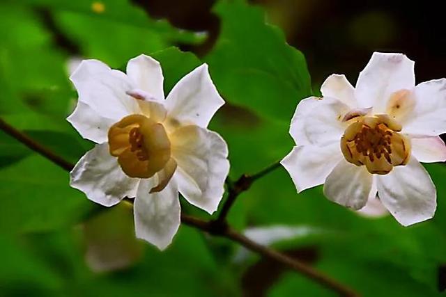 夏腊梅，美国夏腊梅，这种国家珍稀花正是结果期（美国夏腊梅什么价格）