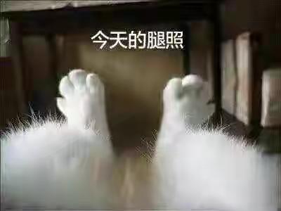 表情包很火的那只猫，最近很火的猫猫表情包（小猫咪可爱表情包）