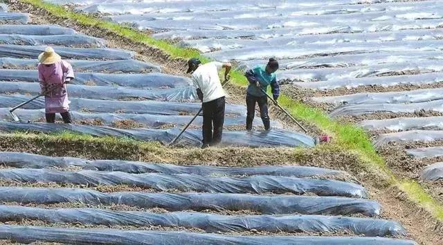 蔬菜种植技术大全，蔬菜种植技术技巧（11个种菜小技巧丨简单）