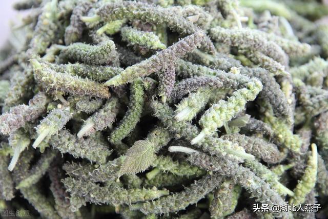 野菜种类有什么，野菜的种类和图片大全（你想要的野菜这里都有）