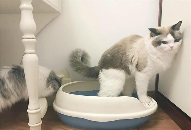 怎么让猫在猫砂里拉屎，怎么教小猫在猫砂拉屎（让猫咪用猫砂盆上厕所）