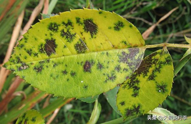 太阳花长白色的虫子是啥原因，太阳花上的白色虫子有什么办法去除（种花好帮手丨这份，先收藏）