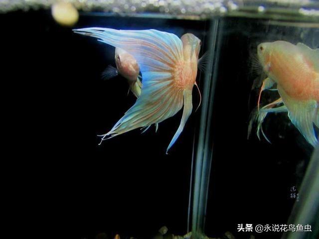 中国斗鱼好养吗怎么养，养斗鱼好吗（怎么样去饲养中国斗鱼）