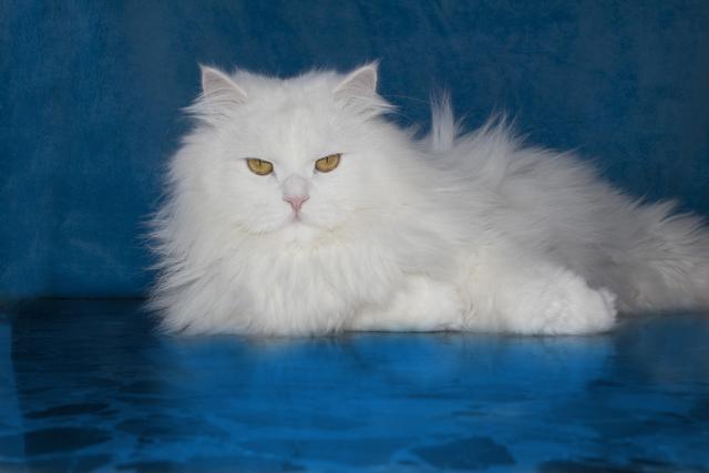 波丝猫（波斯猫图片，为什么国内养的人这么少呢（波斯猫小猫图片）