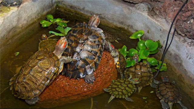 乌龟为什么不吃东西，夏天乌龟为什么会不吃东西（乌龟不吃东西怎么办）