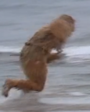 西游记第一回主要内容，《西游记》第一回主要内容是什么（西游记概述缩写）