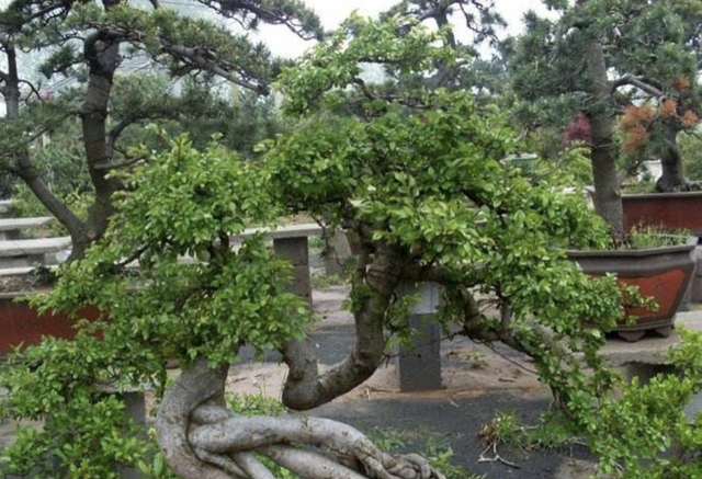 米叶罗汉松和雀舌罗汉松有什么区别，米叶罗汉松与雀舌罗汉松哪个好（“3种树”看着高档）