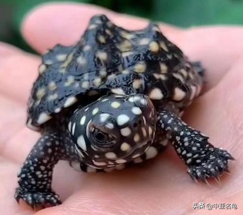 乌龟一般吃什么，家养的小乌龟一般吃什么（最全面的新手养龟攻略）