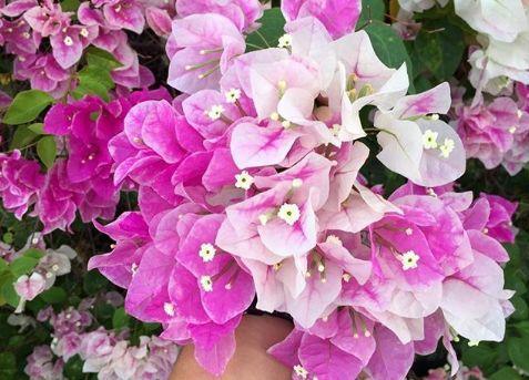 观音莲的花语，观音菩萨与莲花的寓意（守护你的小幸福）