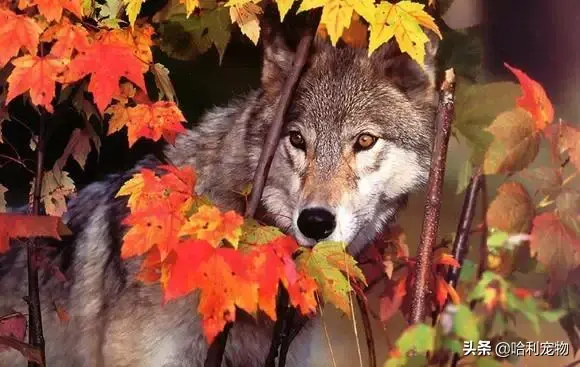 哈士奇和狼的区别有哪些，狼与哈士奇的区别（哈士奇与狼的区别）