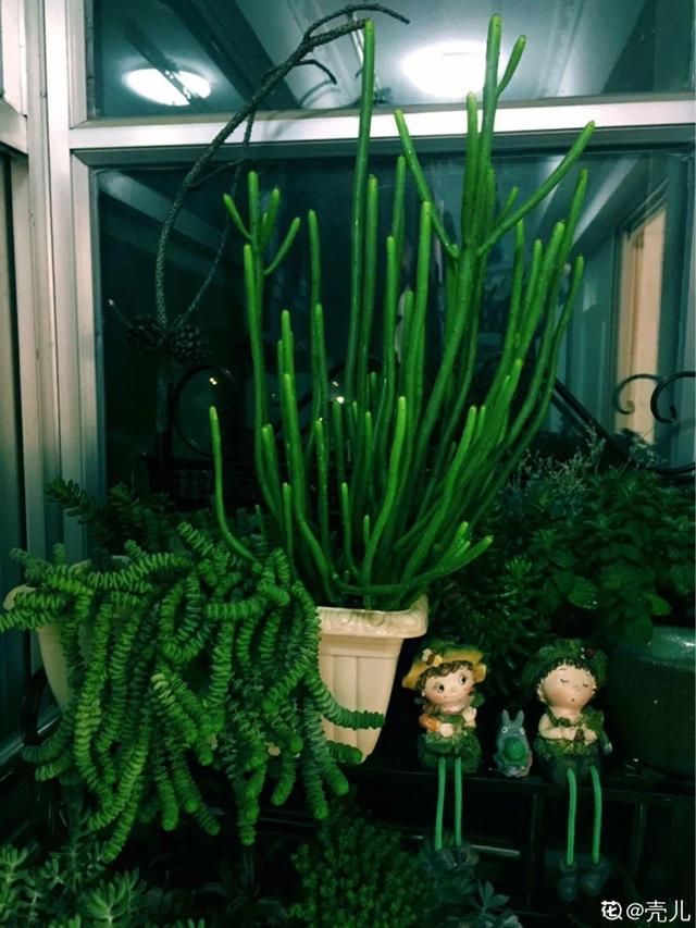 虎刺梅生虫怎么解决，虎刺梅长虫子怎么办（离太近都不好）