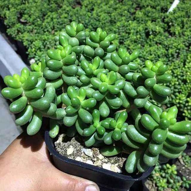 67种有毒多肉，这些多肉谨慎买