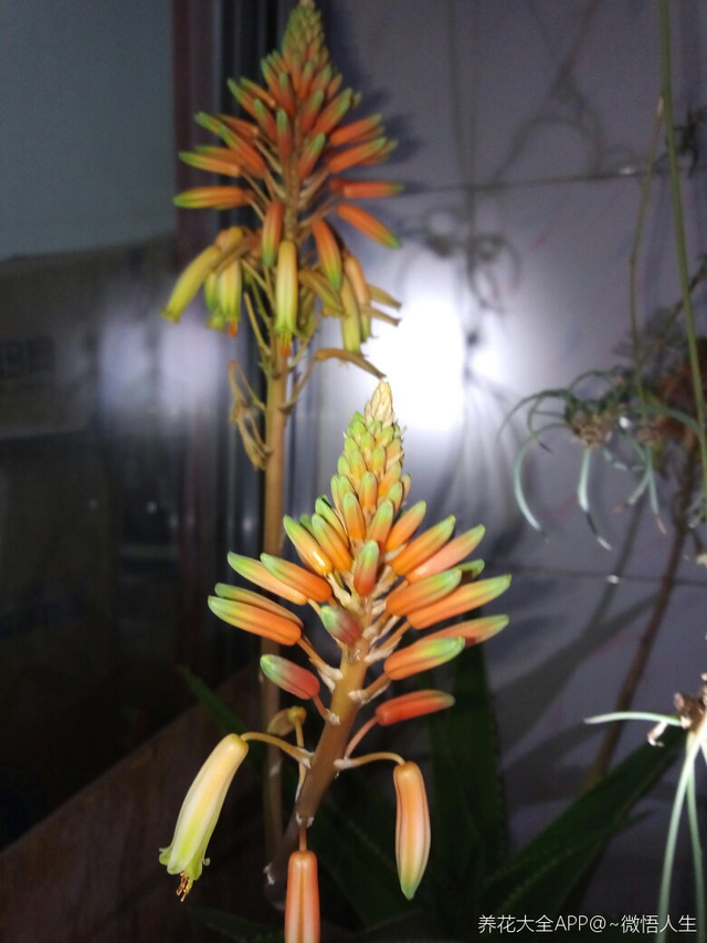 幸福树会开花吗，盆栽幸福树开花吗（养了10年的幸福树）