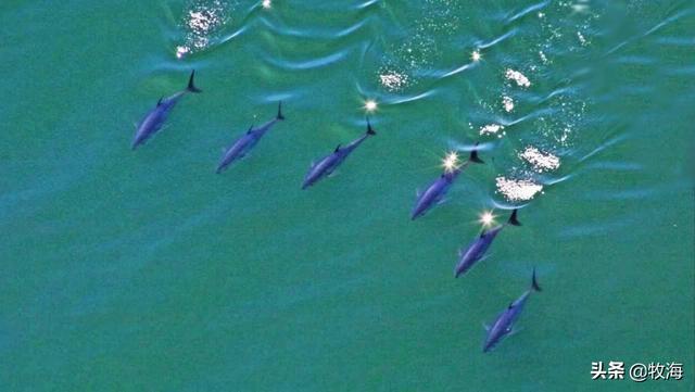 白金枪鱼是什么鱼，白金枪鱼和红金枪鱼哪个贵（天价蓝鳍金枪鱼及其背后的秘密）