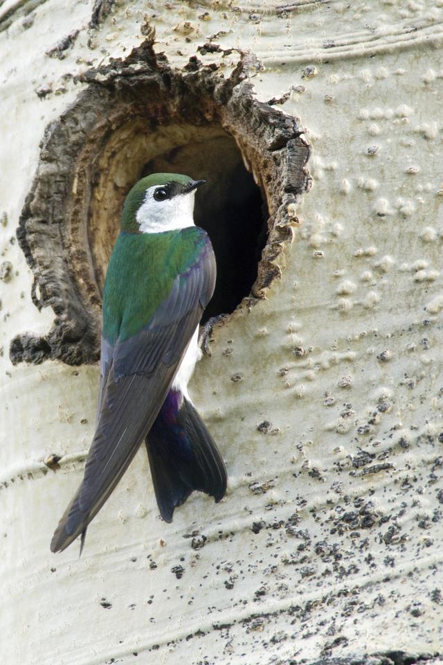 燕子的特点是什么，燕子有什么特点,从哪里知道的（夏季燕子筑巢，春天来）