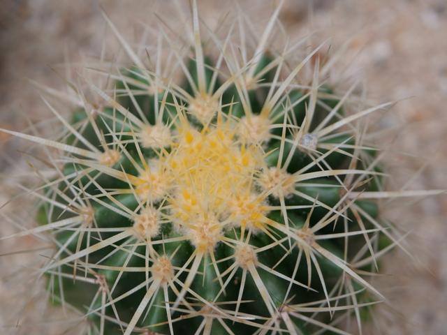 如何评价松下的GX9，松下gx9和gx10（让所见即所得：松下LUMIX）