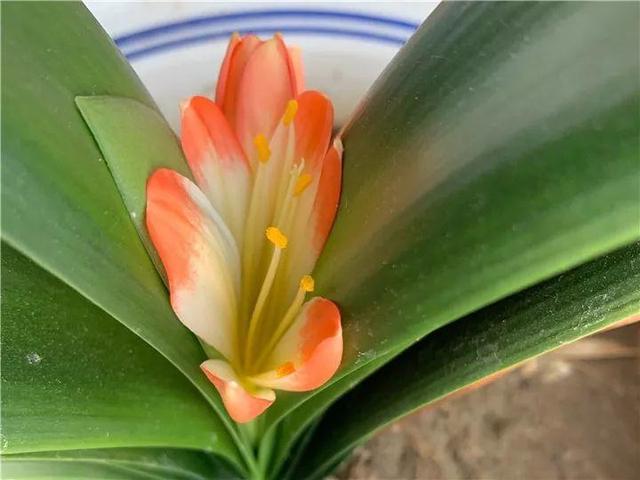 君子兰不开花怎么办才能开花，用“啤酒水”擦叶子