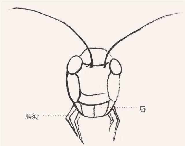 螞蚱簡筆畫,分步驟講解蝗蟲工筆畫法(螞蚱簡筆畫 簡單漂亮)