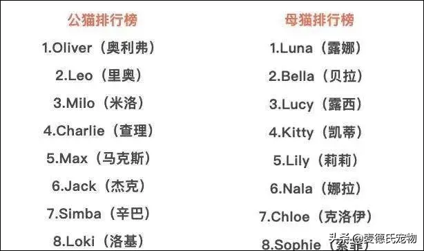 猫咪起什么名字最好听母猫，中国铲屎官绝对把气质