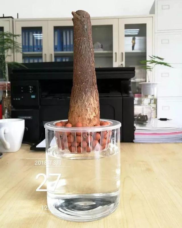 发财树可以扦插繁殖吗，发财树扦插繁殖方法（发财树养一盆就够了）