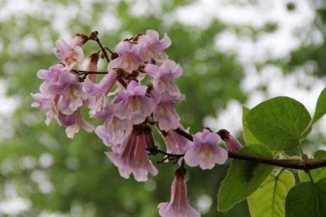 泡桐花（泡桐花花语，泡桐花～紫瓣黄蕊胭脂韵（泡桐花花语是什么）