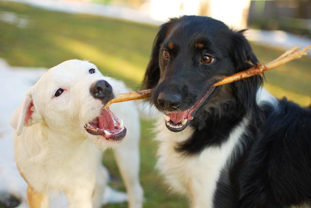 狗的脑炎多久会死亡（主人需要检查是否患上癫痫）