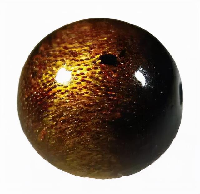 金丝柳，“金珊瑚”和“金丝柳”的替代品（金丝柳图片）