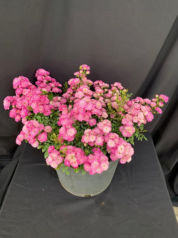 颜值高花期长的月季，七种优秀盆栽月季