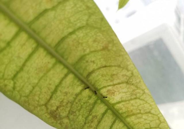 怎么去除家里的蚂蚁窝，怎么去除家里的蚂蚁窝视频（这些就能把它消灭掉）