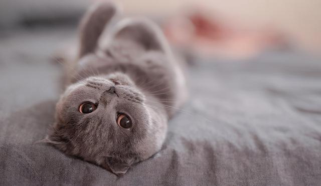 母猫应该绝育吗，它真的没有你想象的那么神奇